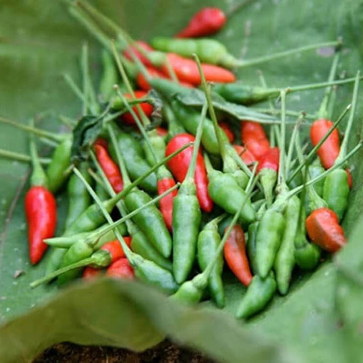 Chilli Pepper Seeds - Kanthari
