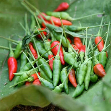 Chilli Pepper Seeds - Kanthari
