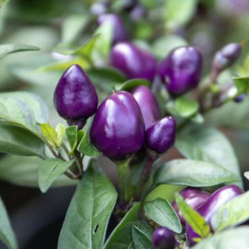 Chilli Pepper Seeds -  Little Blue