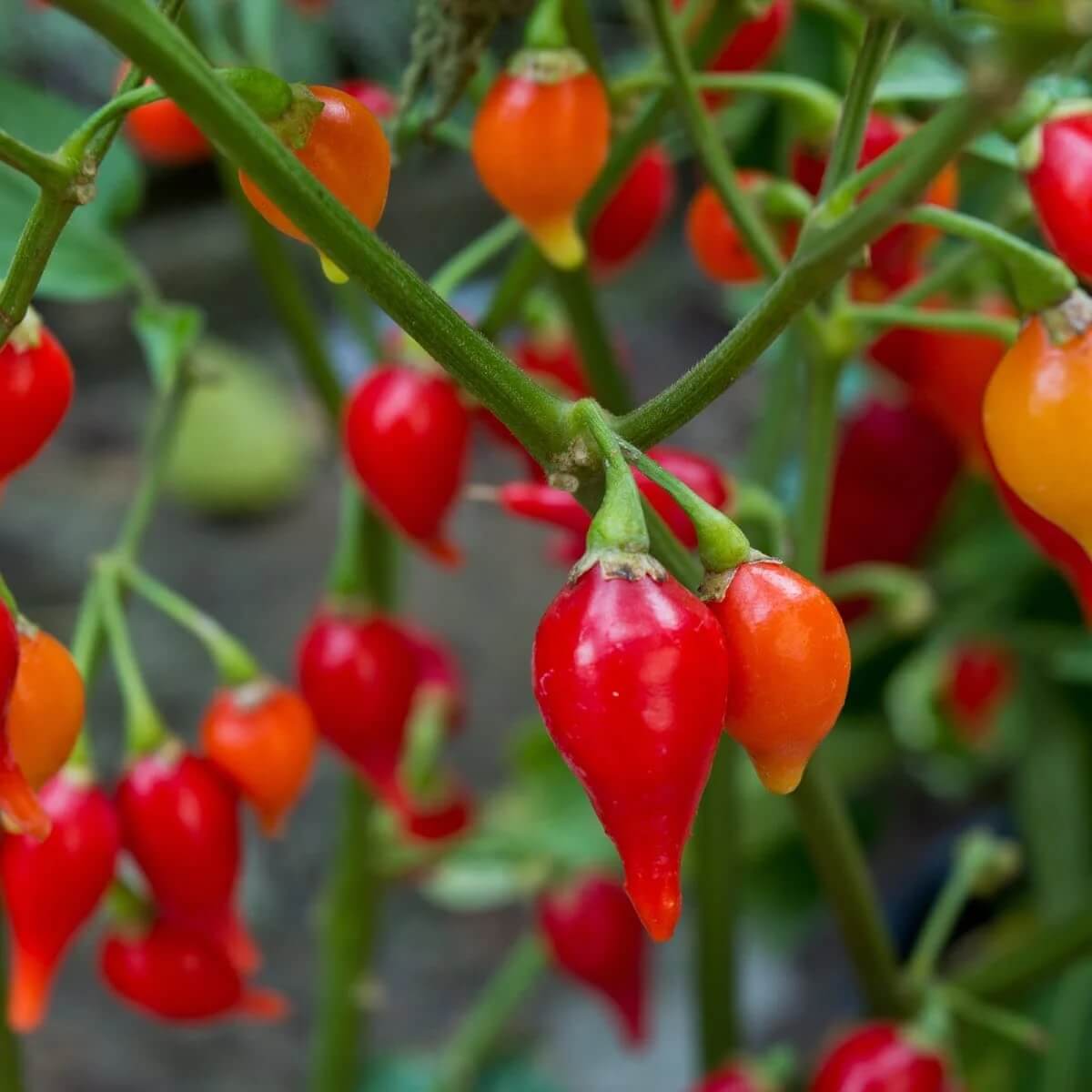  Chilli Pepper Seeds - Sweet Drop