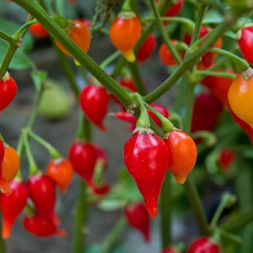  Chilli Pepper Seeds - Sweet Drop