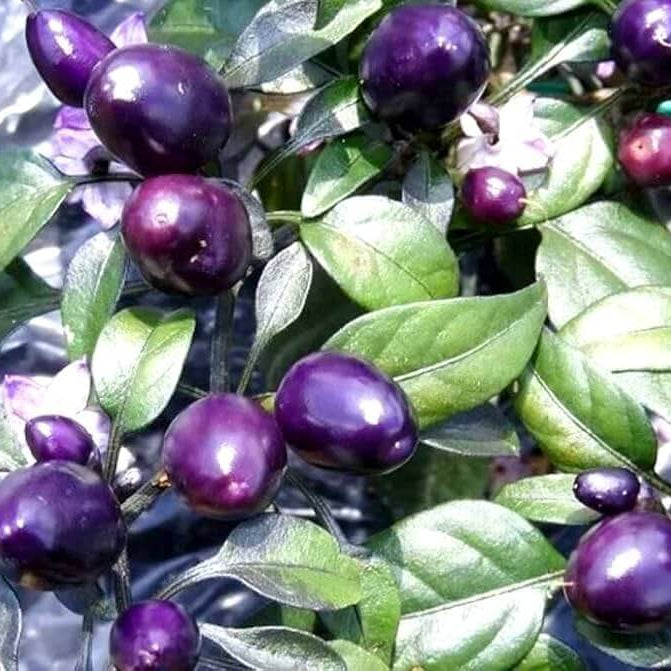 Chilli Pepper Seeds -  Little Blue