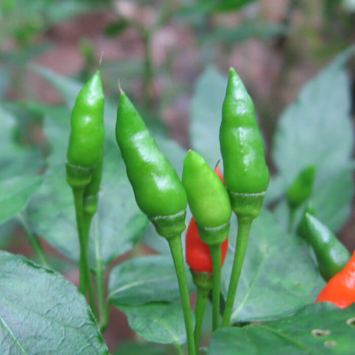 Chilli Pepper Seeds - Kanthari
