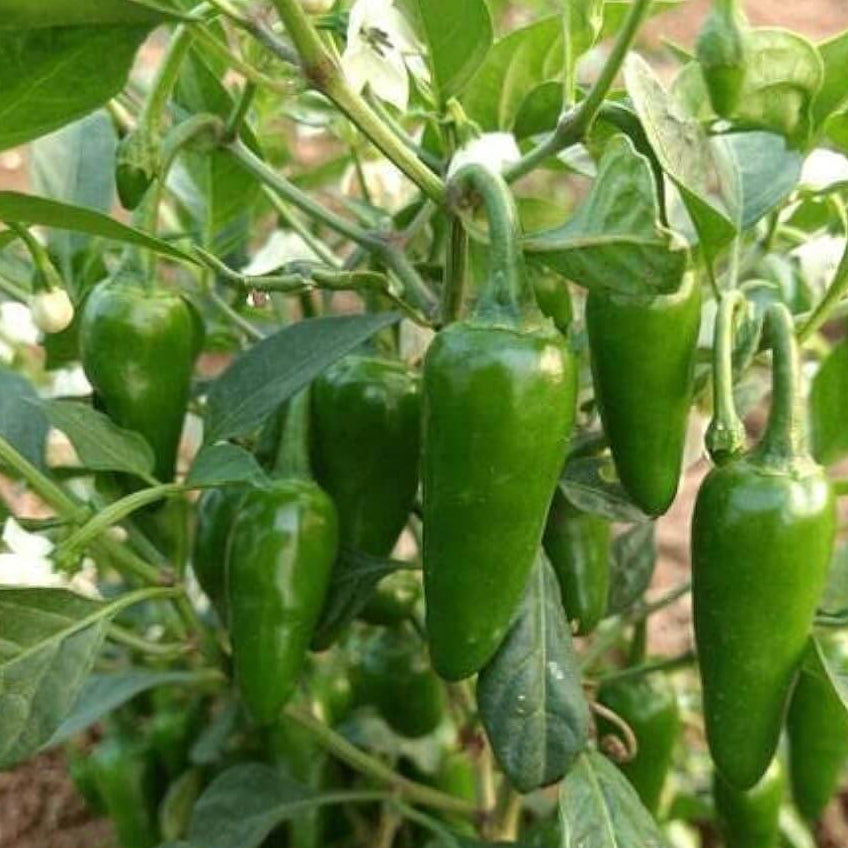Chilli Seeds - Bullet