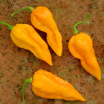 Chilli Seeds - Fatali