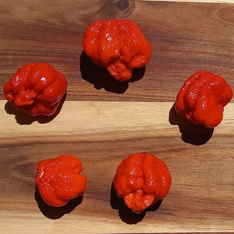 Chilli Seeds - Breath