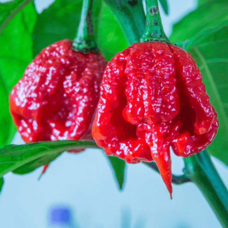Chilli Seeds - Trinidad Moruga Scorpion 