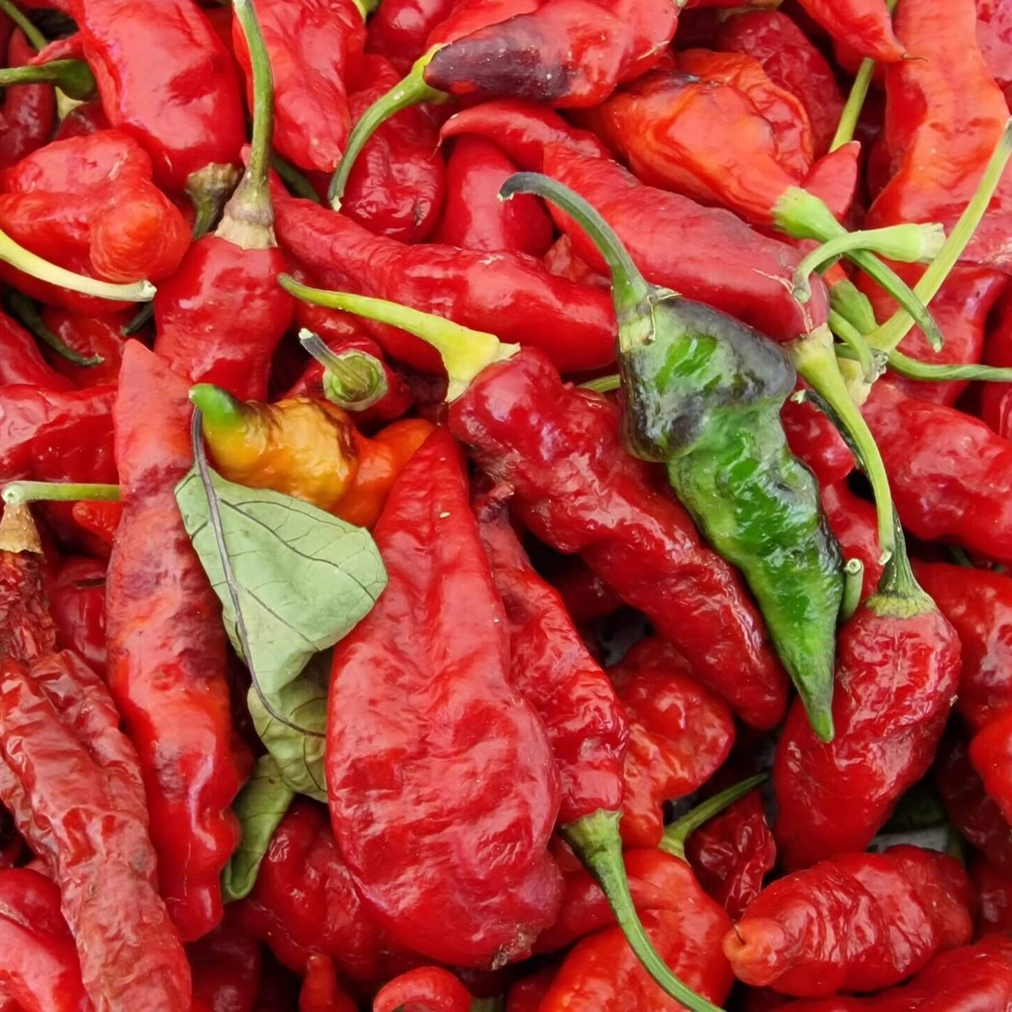 Chilli Seeds -  Dark Red Brazilian