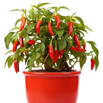 Chilli Seeds - All In One For Home Gardens