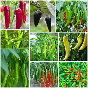 Chilli Seeds - All In One For Home Gardens