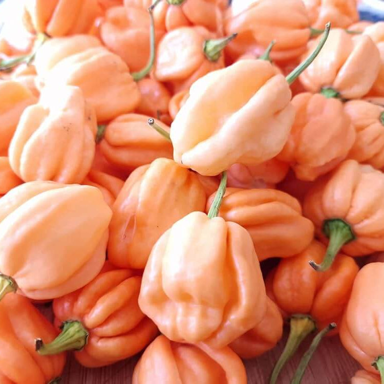 Chilli Seeds - Baby Pink