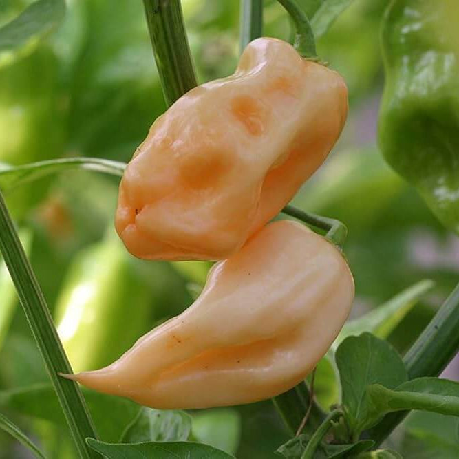 Chilli Seeds - Baby Pink