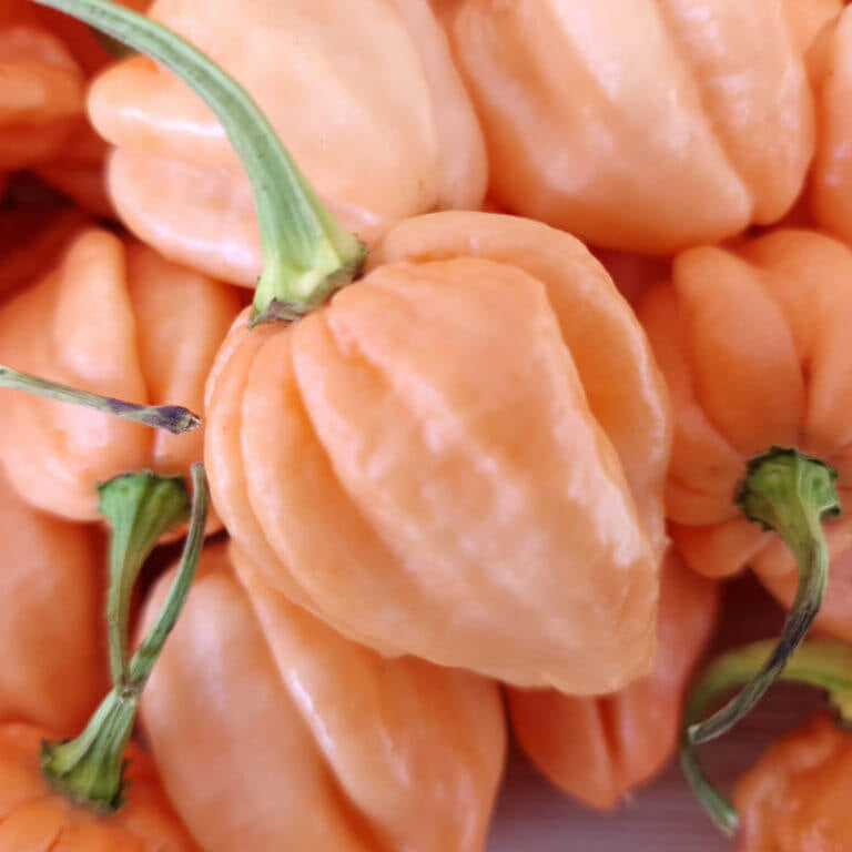 Chilli Seeds - Baby Pink