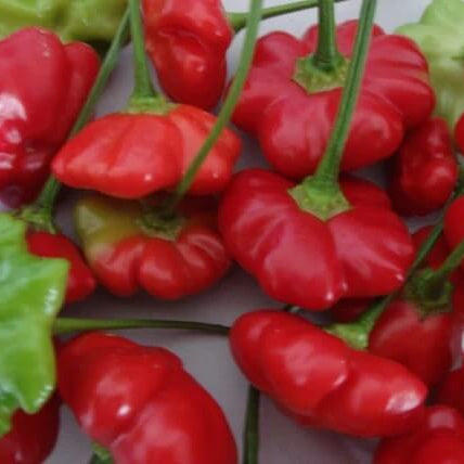 Chilli Seeds - Brazilian