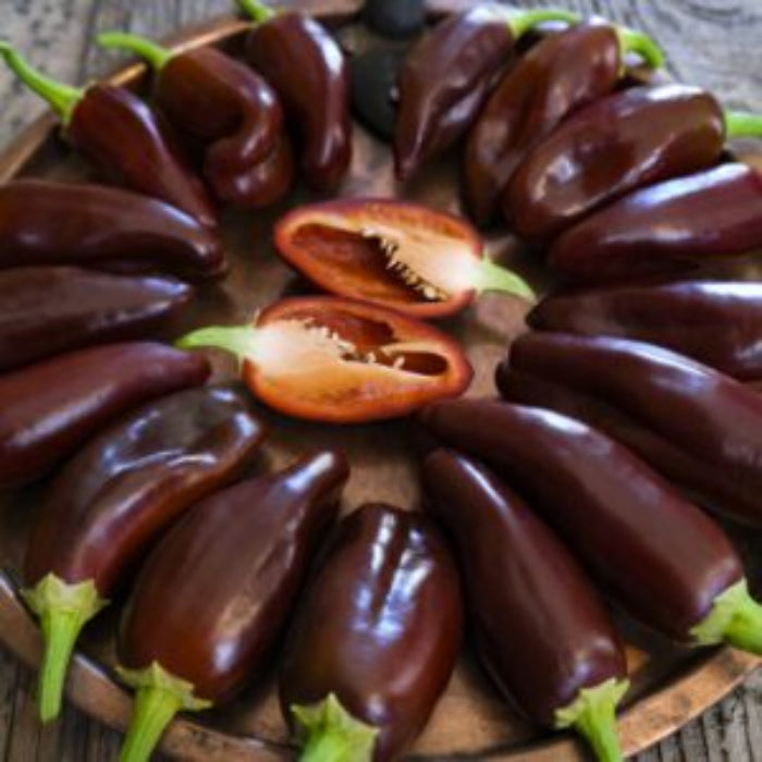 Chilli Seeds - Brown 