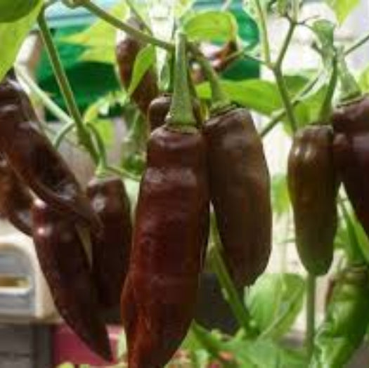 Chilli Seeds - Brown 