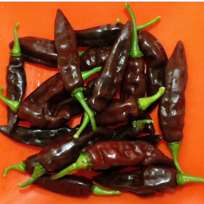 Chilli Seeds - Brown 