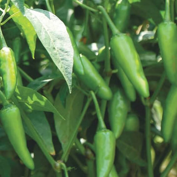 Chilli Seeds - Bullet Green