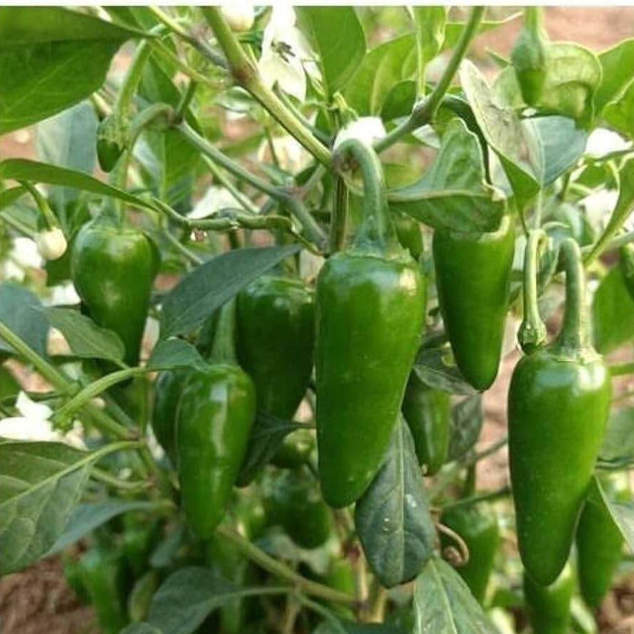 Chilli Seeds - Bullet Green
