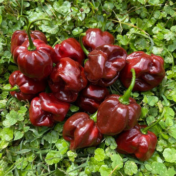 Chilli Seeds - Burgundy