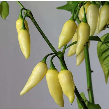 Chilli Seeds - Cream 