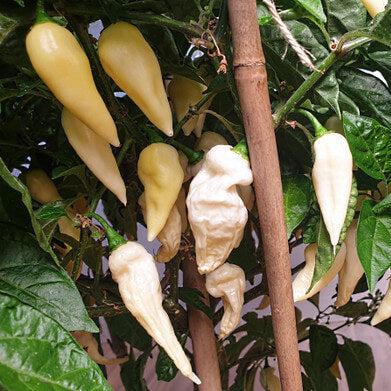 Chilli Seeds - Cream 