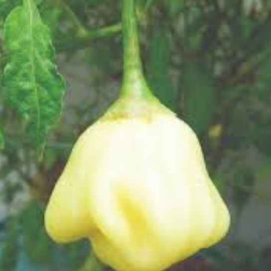 Chilli Seeds - Cream 