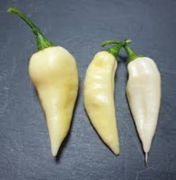 Chilli Seeds - Cream 