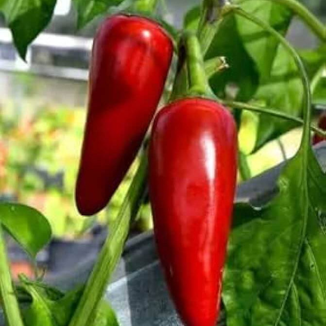 Chilli Seeds - Deep Red