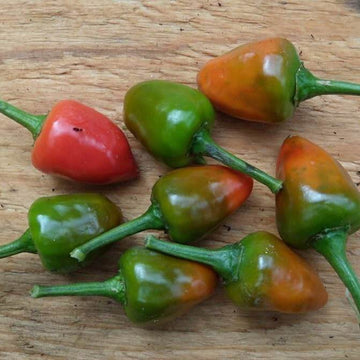 Chilli Seeds - Dundicut