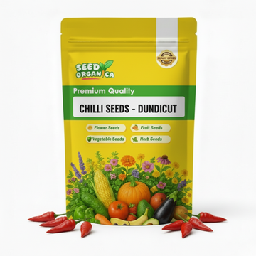 Chilli Seeds - Dundicut
