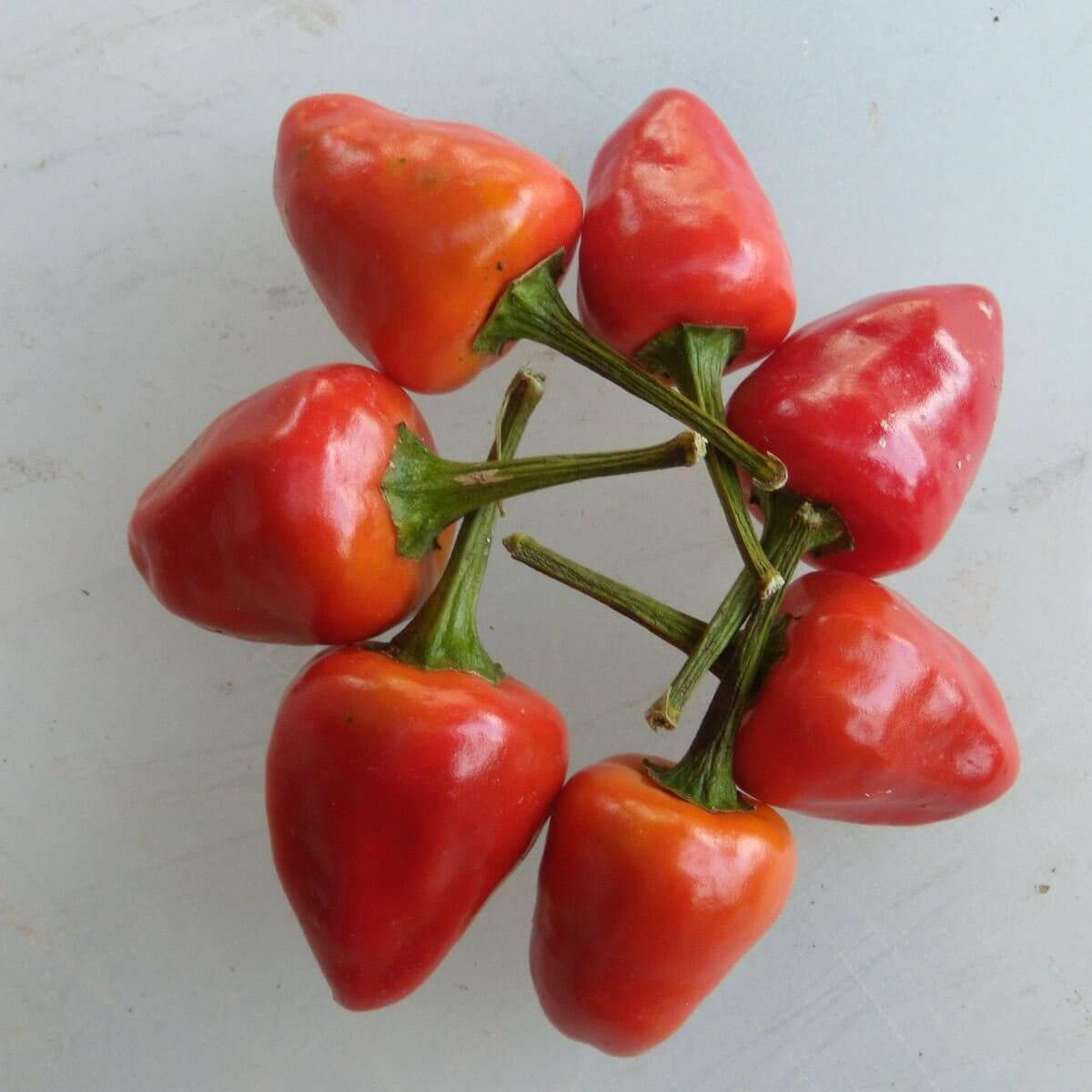 Chilli Seeds - Dundicut