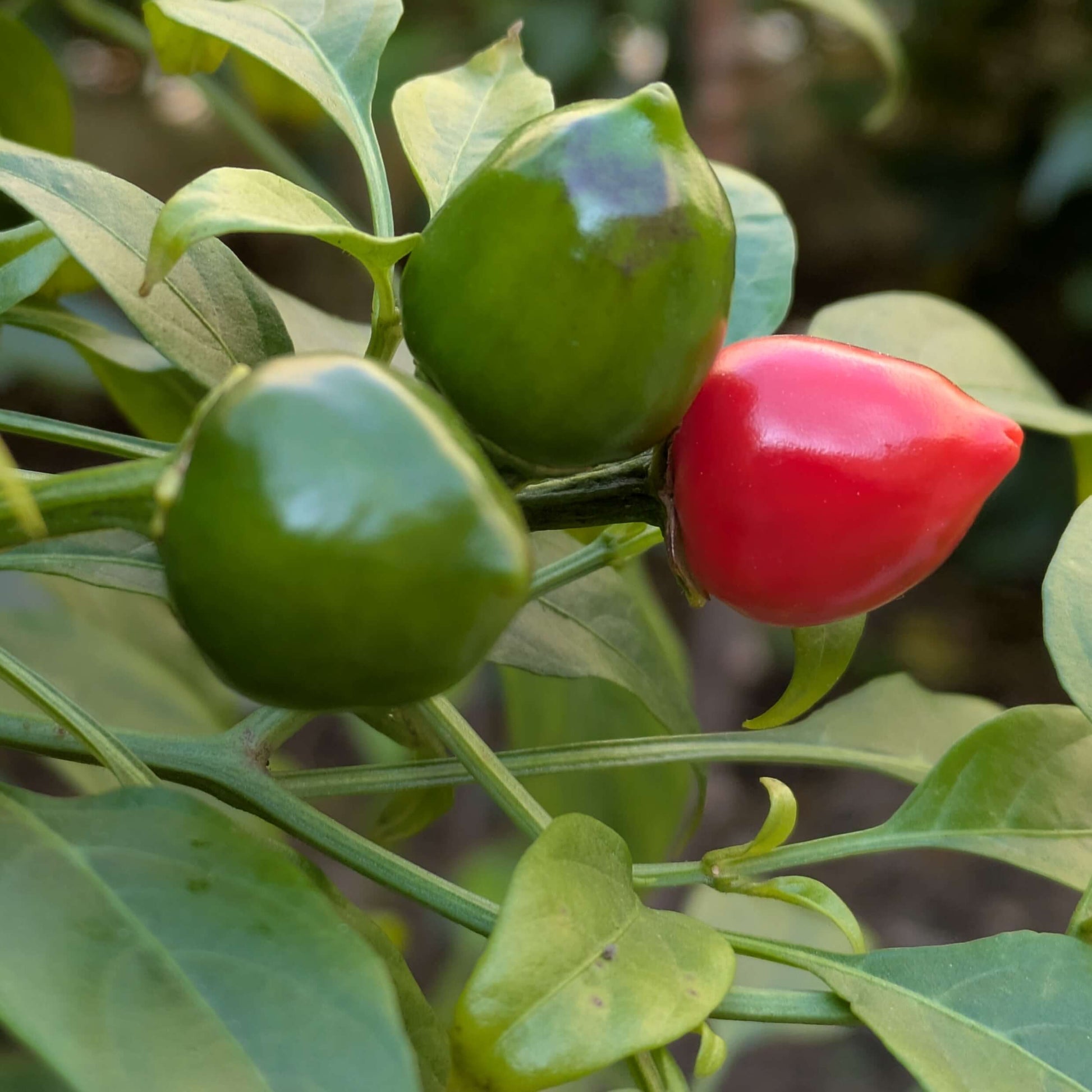 Chilli Seeds - Dundicut