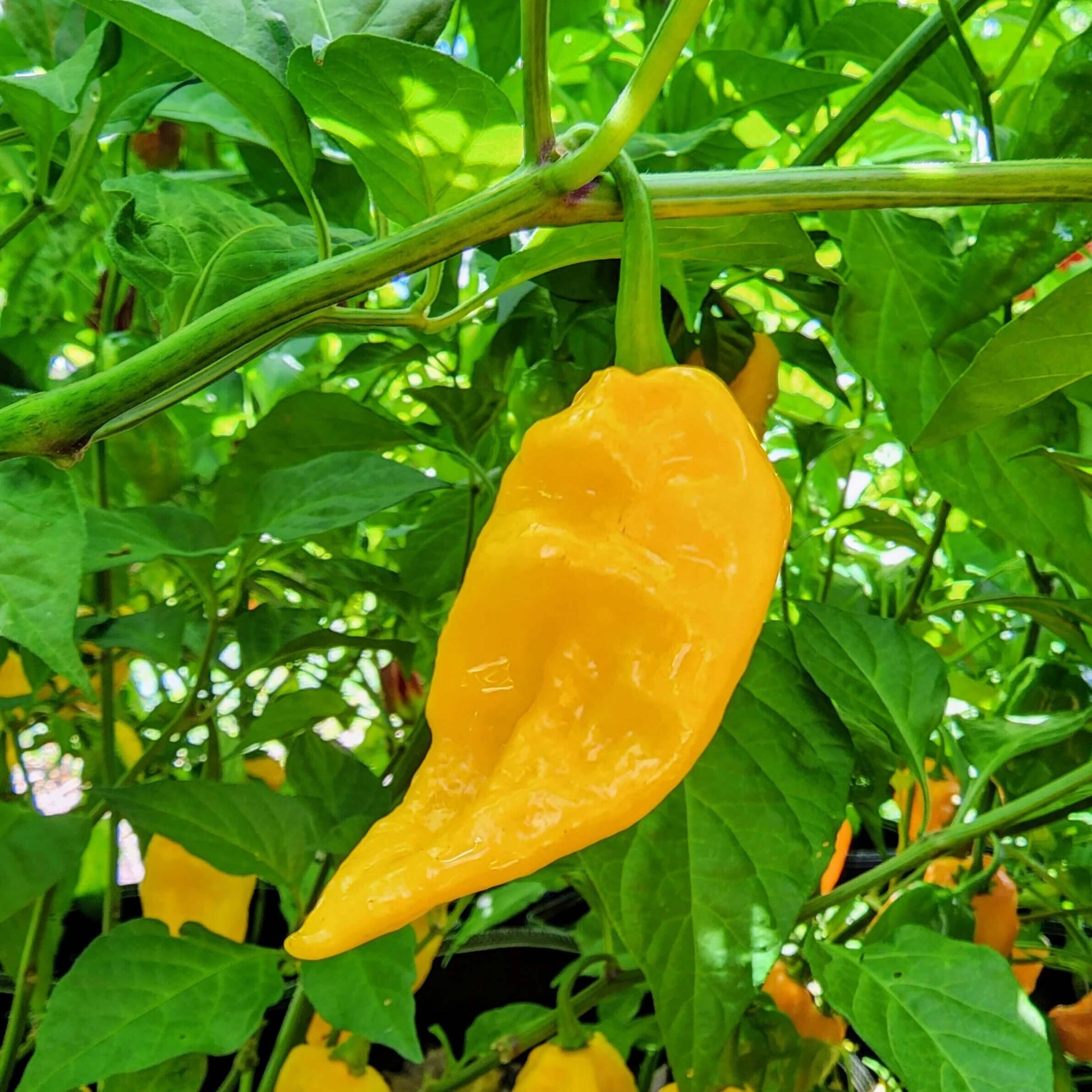 Chilli Seeds - Fatali