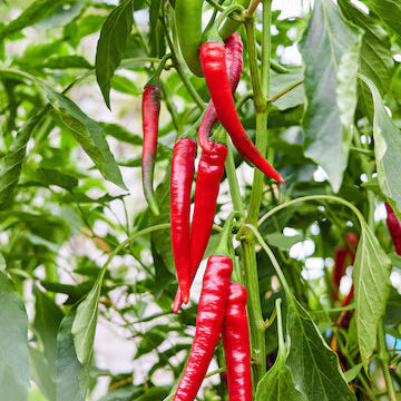 Chilli Seeds - Hatch