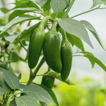 Chilli Seeds - Jalapeno Hot