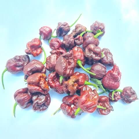 Chilli Seeds - Maroon Brazilian