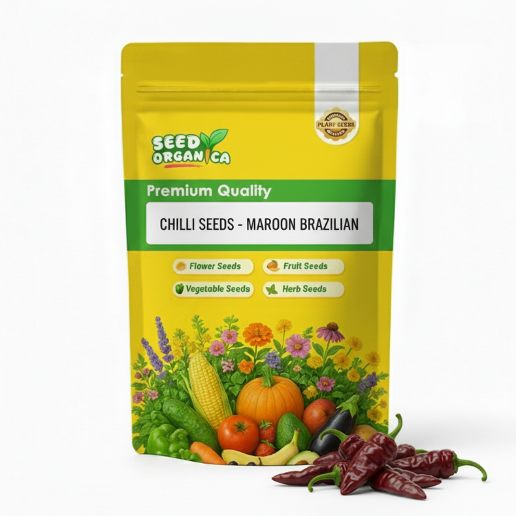 Chilli Seeds - Maroon Brazilian