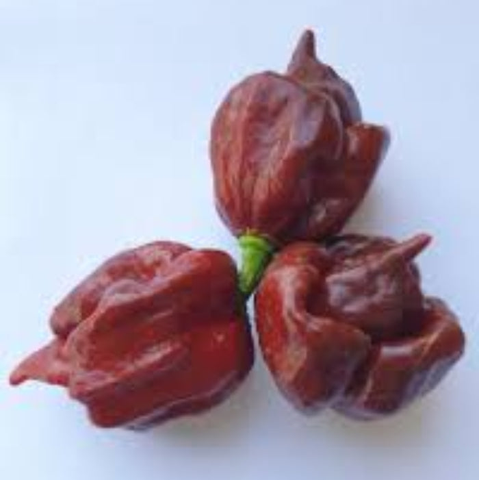 Chilli Seeds - Maroon Brazilian