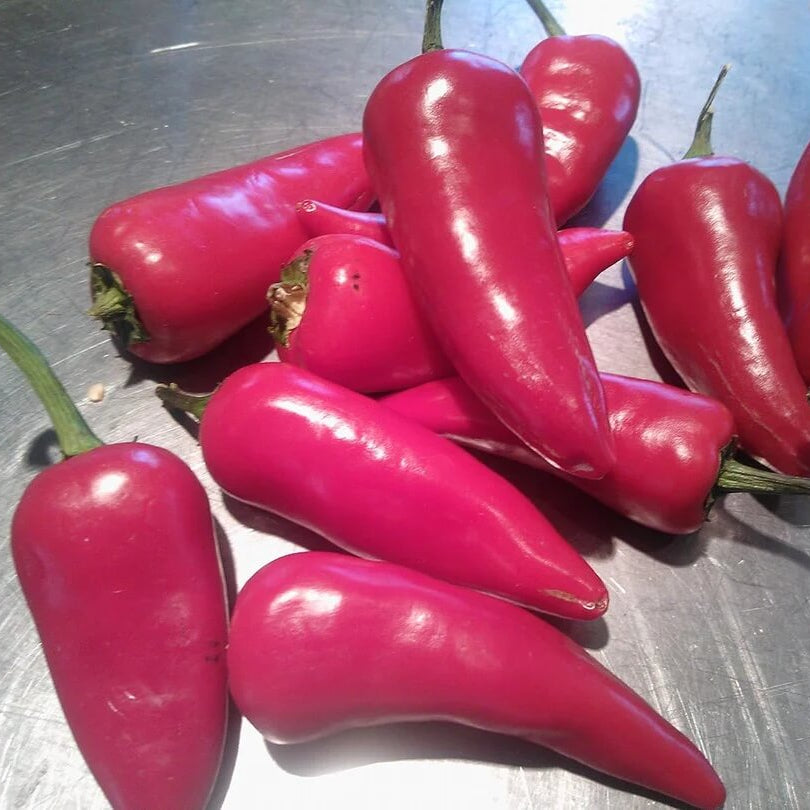Chilli Seeds - Pink Brazilian