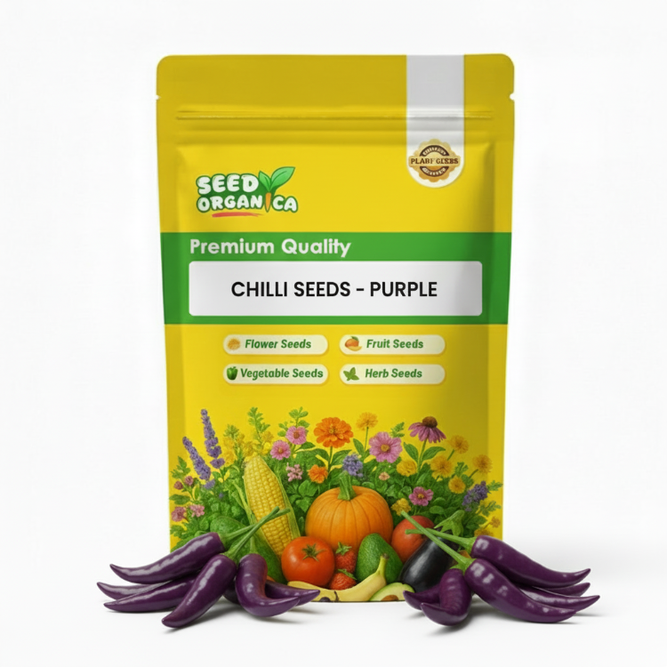 Chilli Seeds - Purple