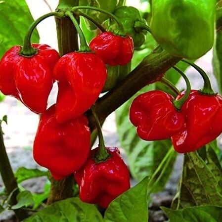 Chilli Seeds - ROSEMERC Red