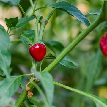 Chilli Seeds - Ramnad Mundu Round
