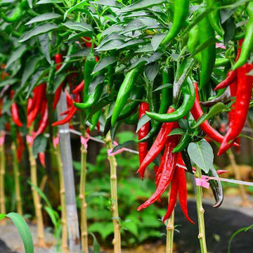 Chilli Seeds -  Red & Green