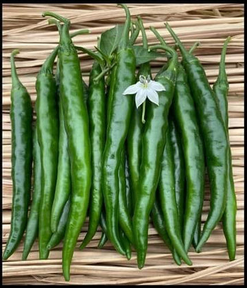 Chilli Seeds - Thick Green 