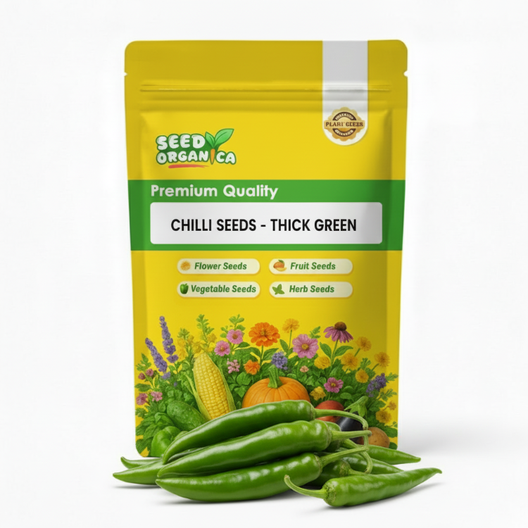 Chilli Seeds - Thick Green