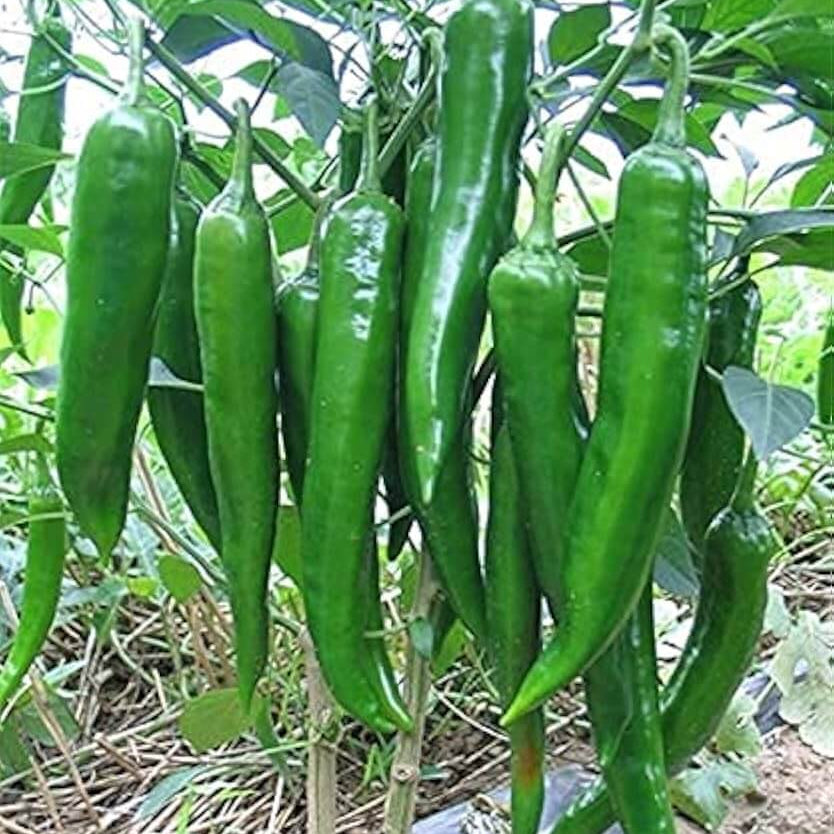 Chilli Seeds - Thick Green 