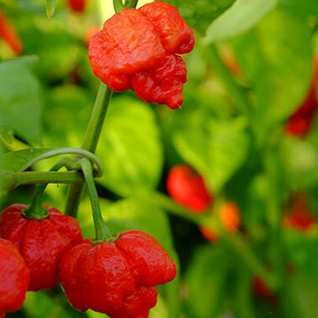 Chilli Seeds - Trinidad Moruga Scorpion 