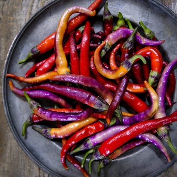 Chilli Seeds - Violet Red