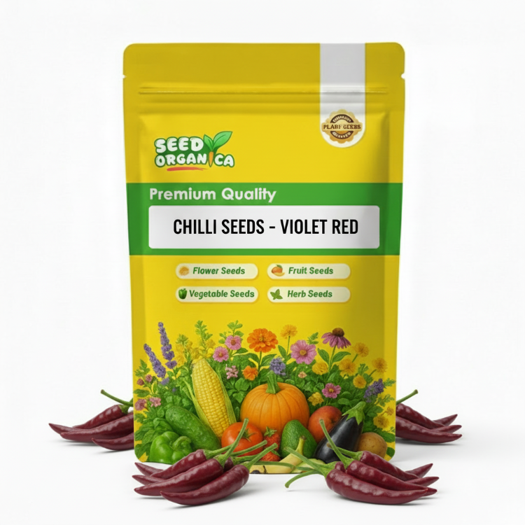 Violet Red Chilli Seeds | Hot Pepper Plant